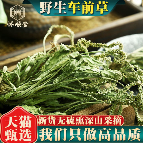 野生车前草新货中药材干货新鲜