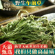 野生车前草500g250g100克新货中药材车前草泡茶新鲜泡水喝车前草