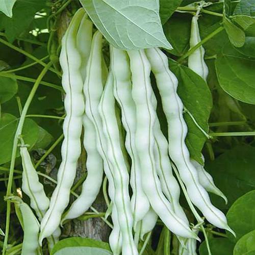 白不老豆角云南应季新鲜蔬菜