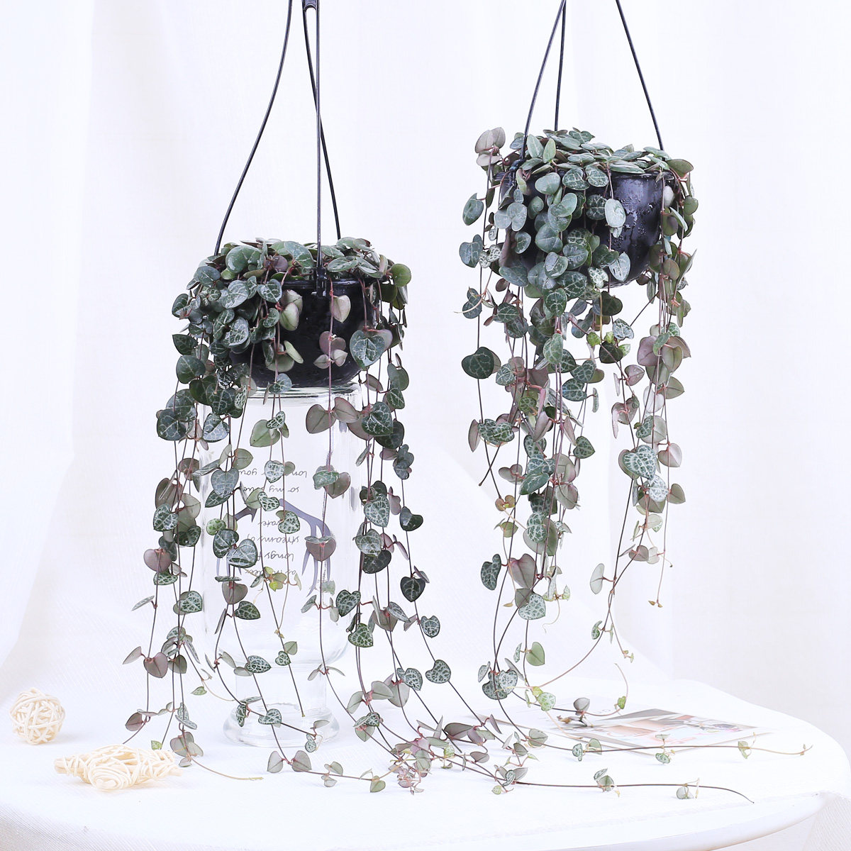 爱之蔓锦多肉挂垂吊一寸心蔓植物阳台室内盆栽爬藤常绿植物花卉 Curb绿植旗舰店