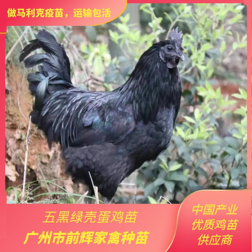 纯种五黑绿壳蛋鸡苗，鲜活乌骨鸡苗，出壳五黑绿壳蛋鸡苗全国发货
