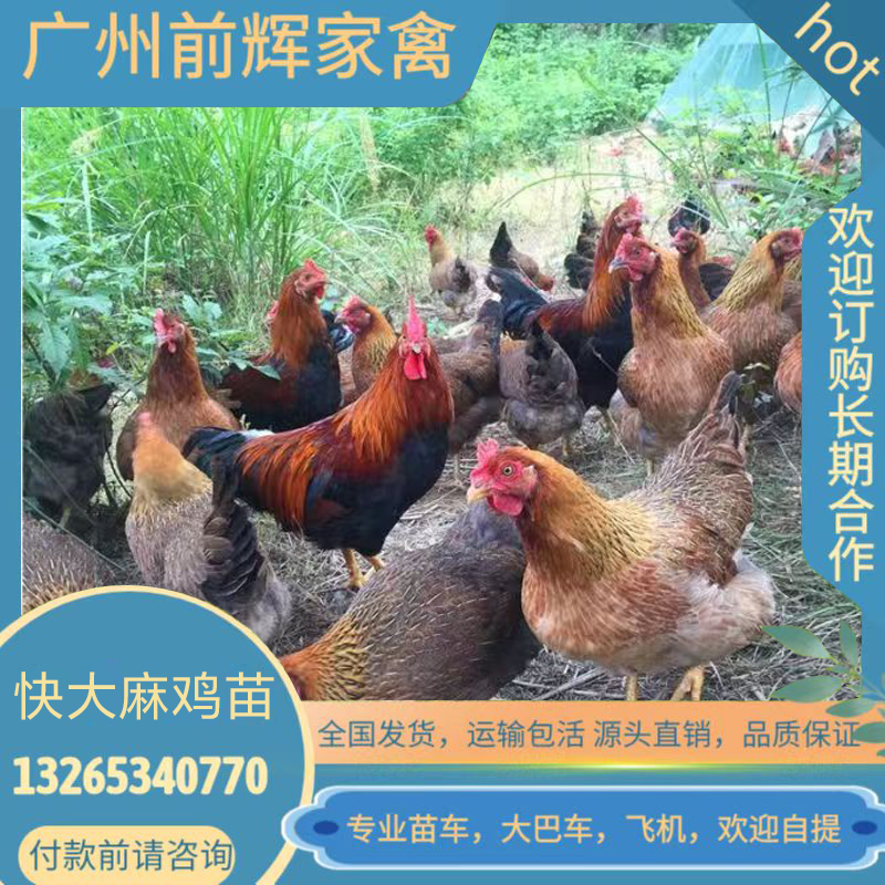 广州快大麻鸡苗,新陂麻种苗快大肉鸡苗·大种红公鸡苗·全国发货