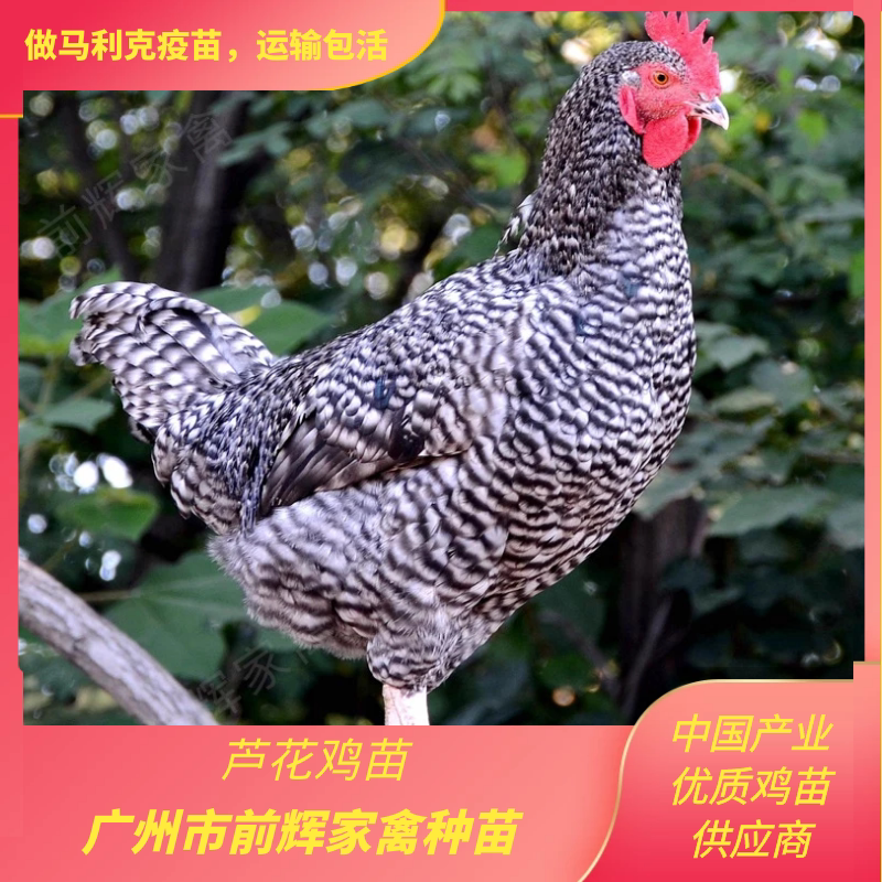 黑芦花鸡苗,出壳芦花小鸡苗,纯种芦花鸡种苗,农技技术服务