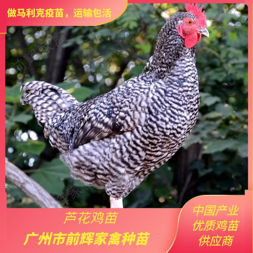 广州芦花鸡孵化场，出壳金芦花小鸡苗，纯种芦花鸡种苗发京东快递