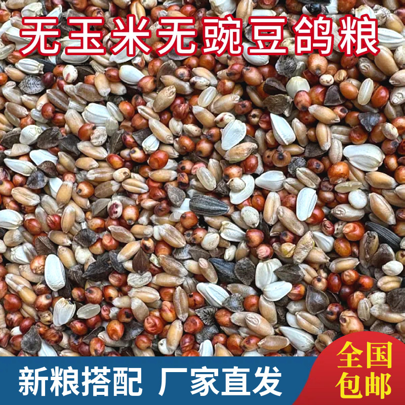 鸽粮无玉米无豌豆鸽子粮鸽粮食营养饲料鸟食信鸽观赏鸽赛鸽幼鸽粮