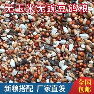 鸽粮无玉米无豌豆鸽子粮鸽粮食营养饲料鸟食信鸽观赏鸽赛鸽幼鸽粮