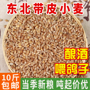 10斤装2025年新麦子东北带皮小麦粒小麦酿酒喂鸽子鸟粮粮食包邮