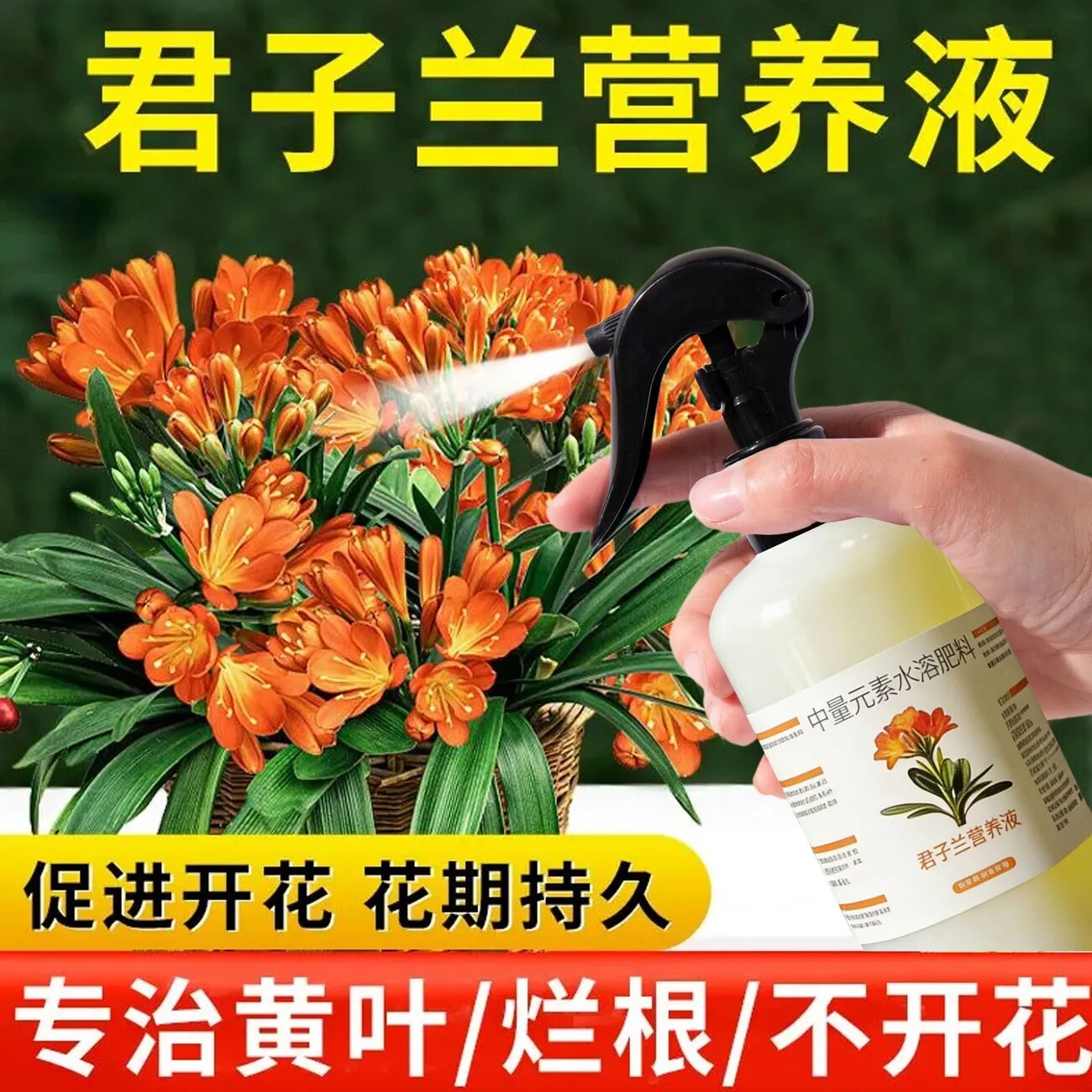 君子兰专用营养液免稀释促生长