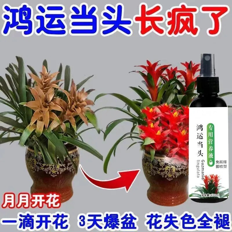 【一喷就开】鸿运当头营养液凤梨花催开花防黄叶枯萎花失色礼品
