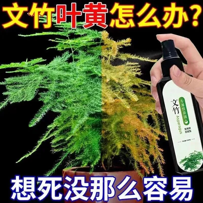 文竹专用营养液爆芽有机营养土