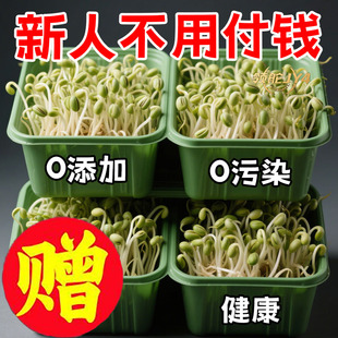 家用豆芽菜发豆芽神器芽苗菜发芽盆育苗发芽种菜水培居家DIY玩具
