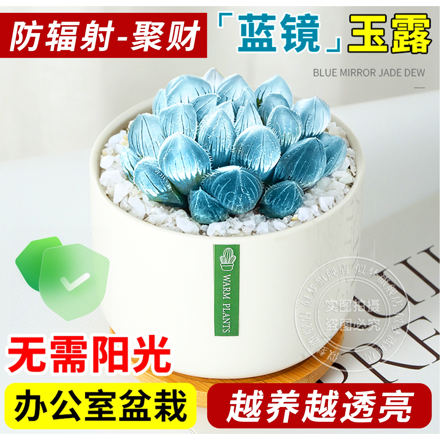 【高级稀有】玉露大多肉植物带盆