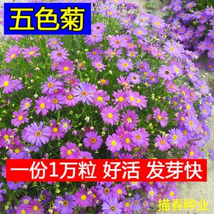 五色菊花种子四季秋花卉室外易种耐四季播易活花籽庭院旱花草阳台