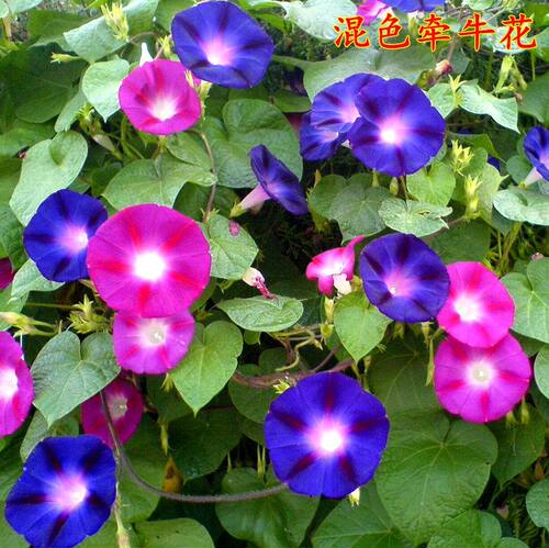 爬藤植物喇叭花爬山虎牵牛花种子