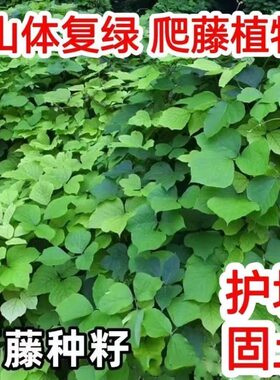 葛藤种子进口草籽拉巴豆油麻藤灌木种子护坡固土生态矿山边坡复绿