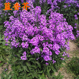 花种子欧亚香花芥春秋播蓝香芥种子观花草花种子易播易活包邮