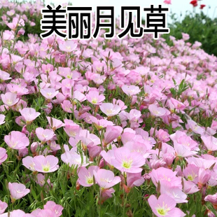 进口四季开花易种活的阳台盆栽绿植庭院花卉种子美丽月见草花种子