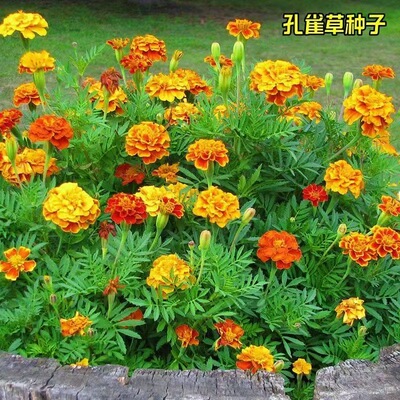 孔雀草种子矮生四季种籽小万寿菊