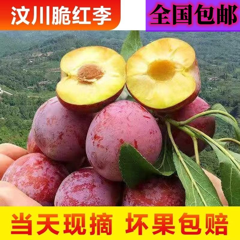 四川汶川新鲜水果茵红李现摘现发