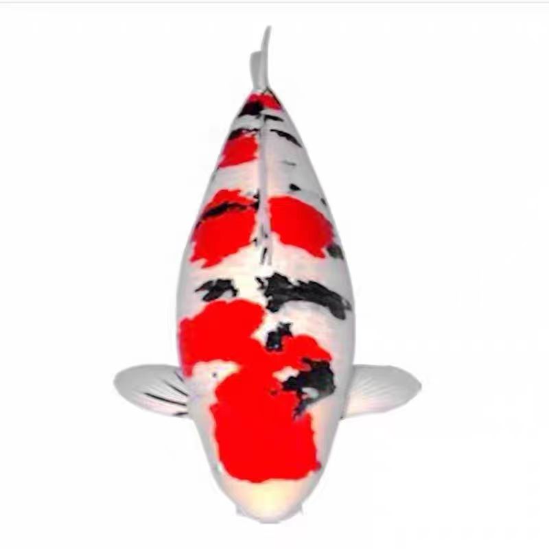 精品锦鲤鱼纯种红白观赏鱼冷水鱼日本大正三色黄金招财鱼耐养锦鲤