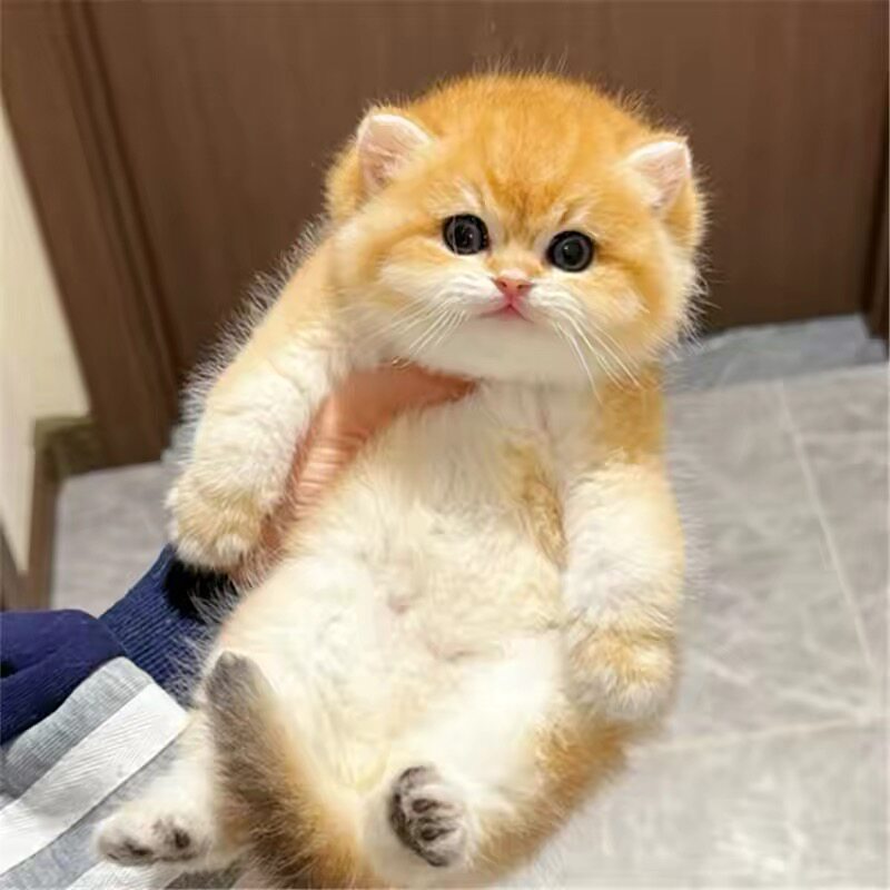 纯种英短金渐层蓝金渐层长短毛宠物猫幼崽猫舍
