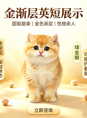 纯种英短金渐层蓝金渐层长短毛宠物猫幼崽猫舍