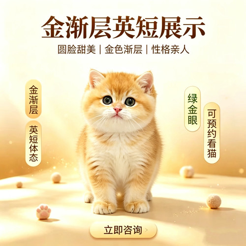 纯种英短金渐层蓝金渐层长短毛宠物猫幼崽猫舍