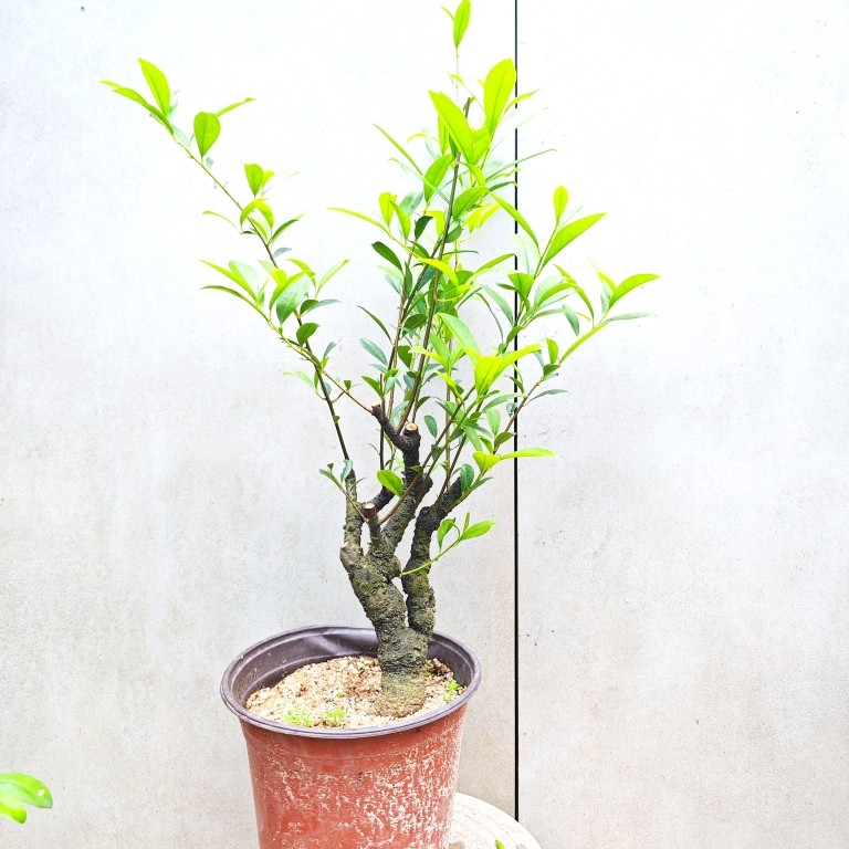 酸藤果酸藤子母桩带盆发货岭南盆景素材稀有名贵植物一图一物一拍