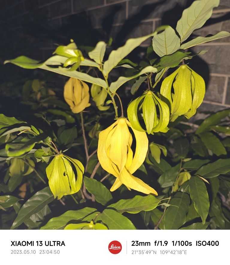 假鹰爪花香水树岭南新奇植物庭院园林绿化绿植极具观赏性一图一物