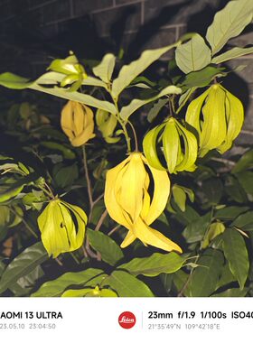鹰爪花香水树岭南新奇植物庭院