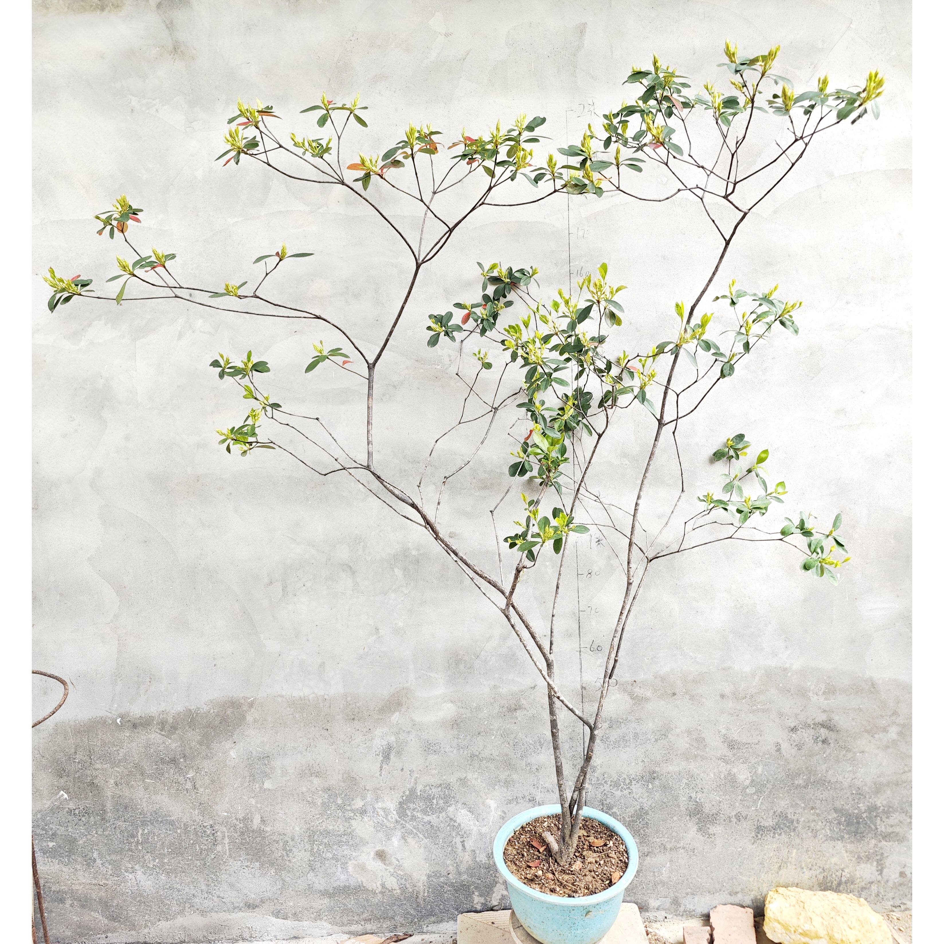 春花石斑庭院极具观赏性新奇植物