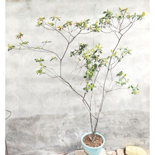 海岛春花石斑木岭南新奇植物庭院园林绿化绿植极具观赏性一图一物