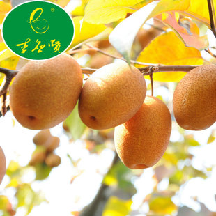 洛宁特产金珠沙梨金珠果沙梨王野生沙梨秋月梨酸甜适口当季水果
