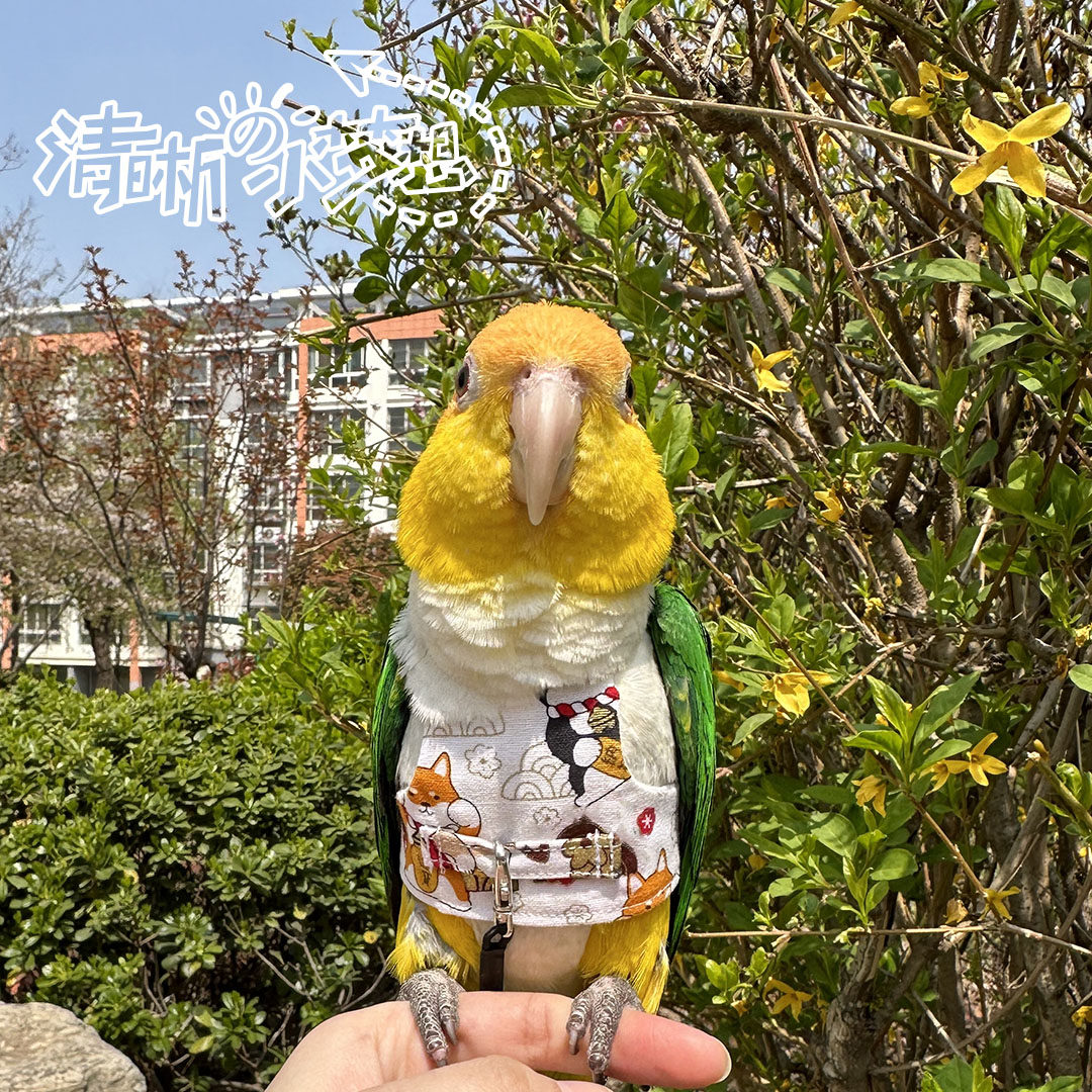 小放飞衣服背心玄凤绳定鸟虎皮鹦鹉放飞飞行!牡丹衣背带鹦鹉衣服