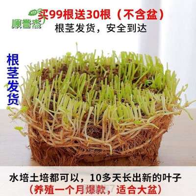 绿植家居}栽花草水培植物铜钱水带叶客厅花盆净化办公室室内花器