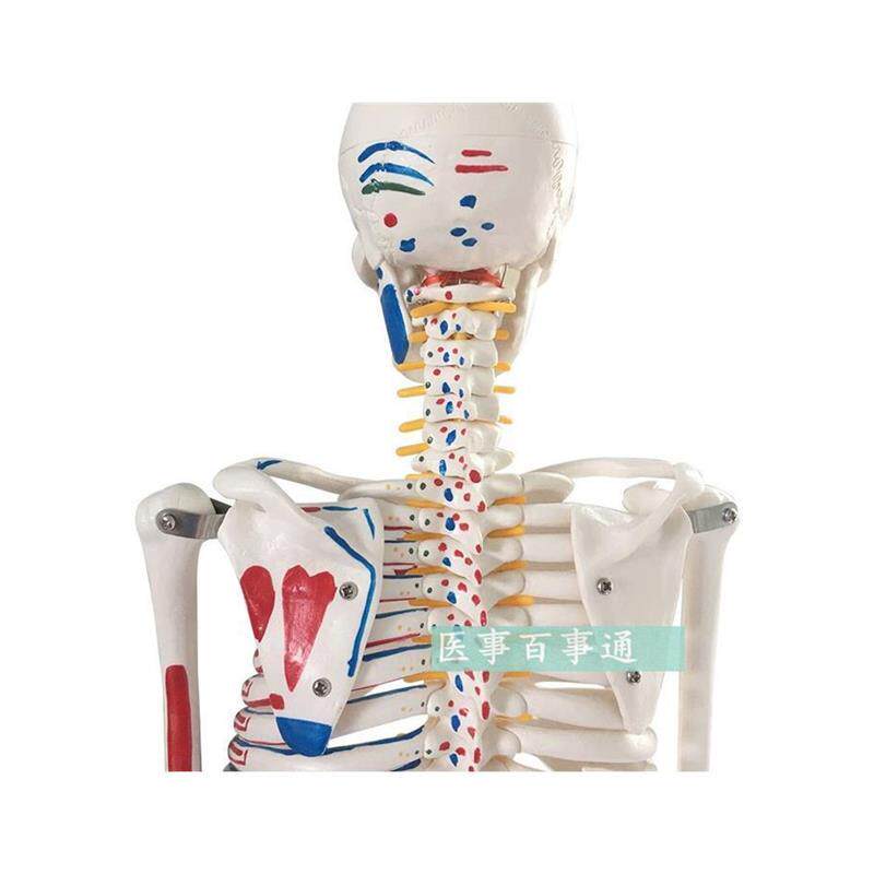 人体骨骼模型85人骨架模型关节模型人骨标本腰椎模型教具