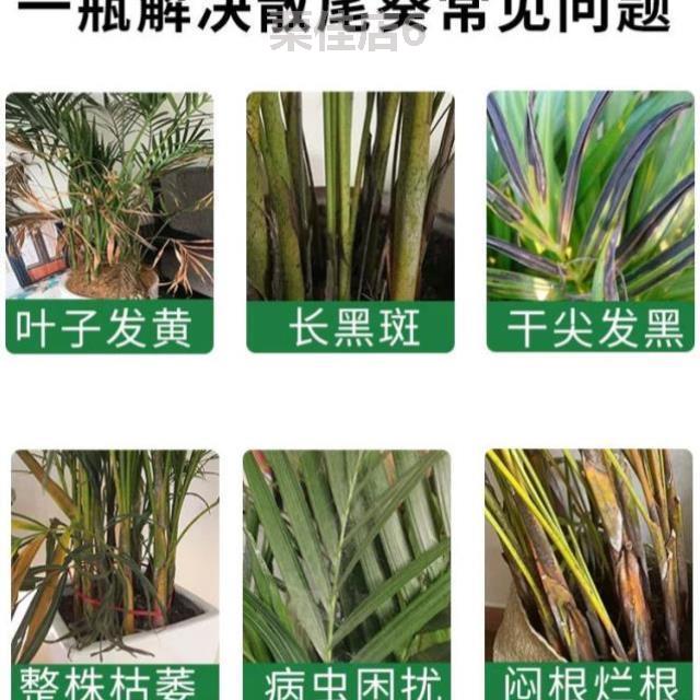 植物黄叶发黄盆栽黑斑专用椰子病富贵...