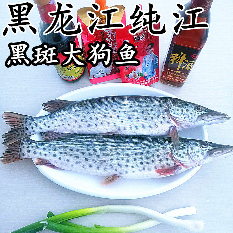 黑龙江特产纯江黑斑狗鱼冷水鱼乌苏里江天然鱼鲜活速冻发货包邮