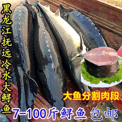 黑龙江特产鲟鱼七里 鳇鱼 鲟鳇鱼整条8-80斤新鲜鲜活鱼新冻发货