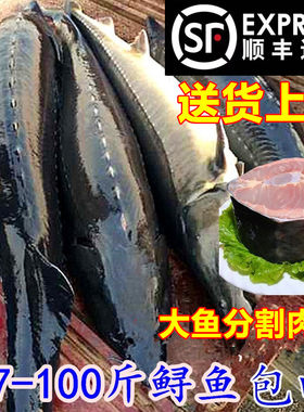 鲟鳇鱼黑龙江抚远鲟龙鱼新鲜整条