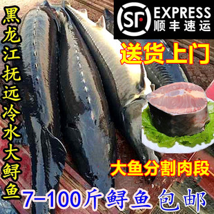 黑龙江特产鲟鱼七里 鳇鱼 鲟鳇鱼整条8-80斤新鲜鲜活鱼新冻发货