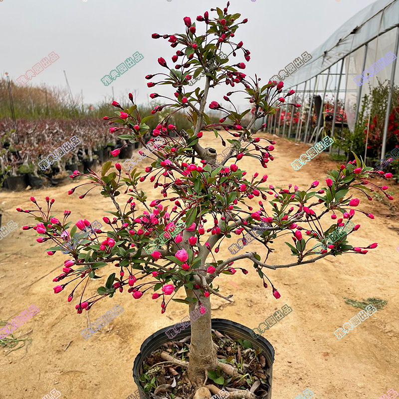 垂丝海棠花 盆栽老桩带花苞垂丝海棠树苗重瓣长寿冠盆景庭院植物4