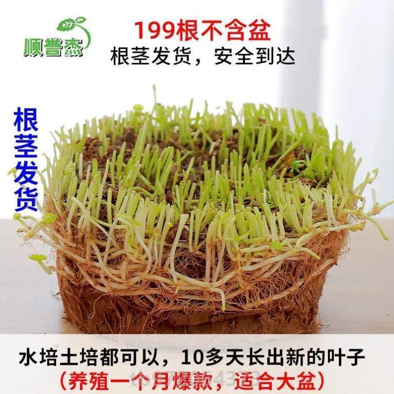 家庭水养家居简约花器植物金钱草卧室...