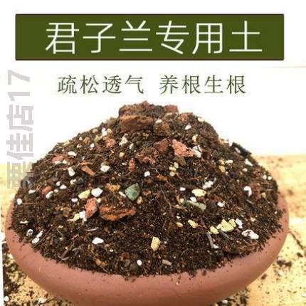 *花卉开圆头植物和尚精品盆栽带四季绿植当年大苗花苞君子兰室内