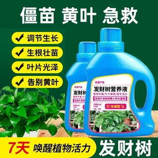 枯枝%富贵竹文竹稀释水土营养绿萝水培铜钱培养发财树草花水盆栽