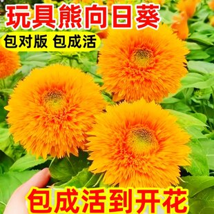 石头缝里也能撒 一年四季有花看 向日葵又名玩具箱室内外阳台庭院