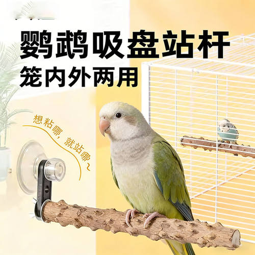 和尚鹦鹉吸盘站架定点排便