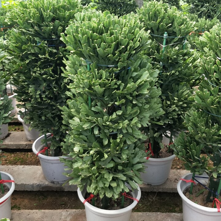 龙骨嫁接蟹爪兰室内散光养护单柱五层