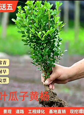 四季常青小叶瓜子黄杨美庭院花坛