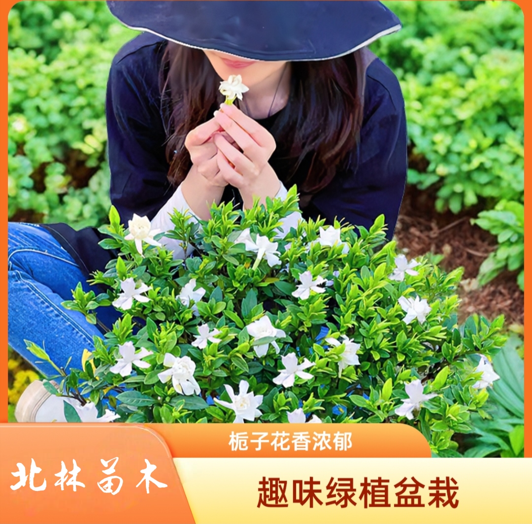 小叶栀子花带花苞老桩阳台开花溢带花苞浓香型四季常青绿植盆栽
